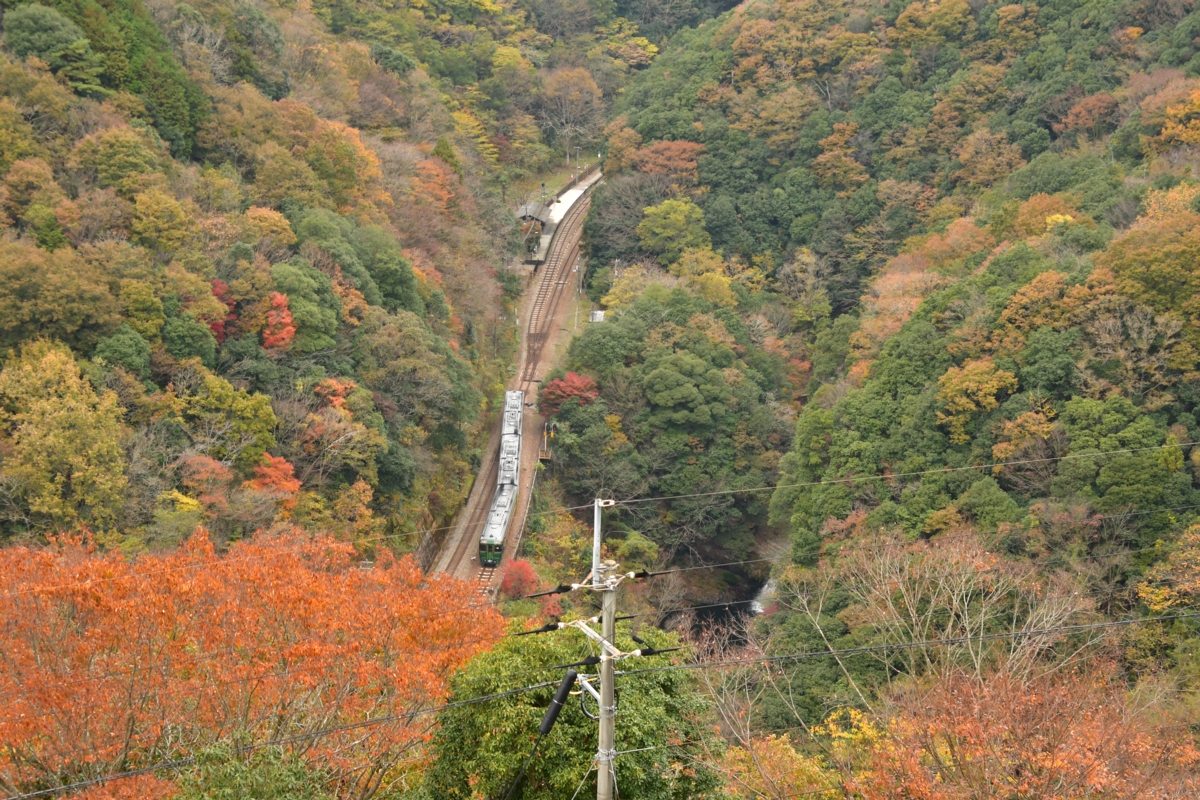 鉄道写真・紅葉・撮影地：土讃線・坪尻
