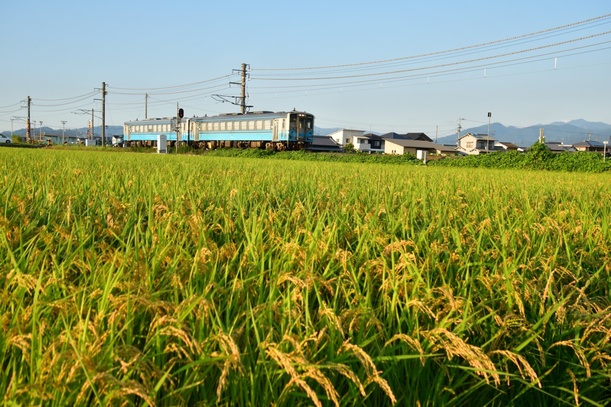 鉄道写真・田園・撮影地：予讃線・市坪－北伊予