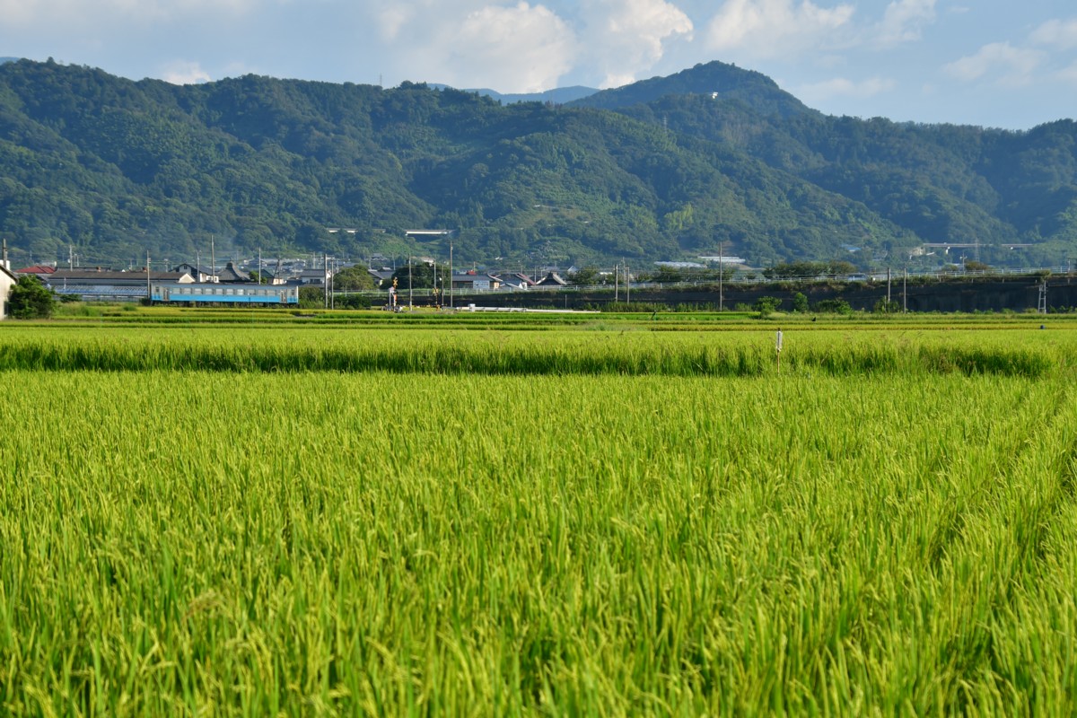 鉄道写真・田園・撮影地：予讃線・伊予横田－鳥ノ木