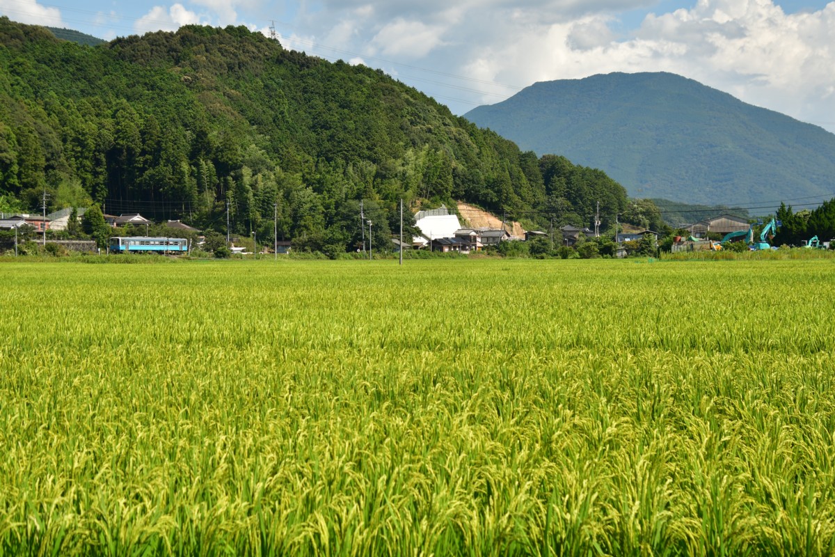 鉄道写真・田園・撮影地：予讃線・春賀