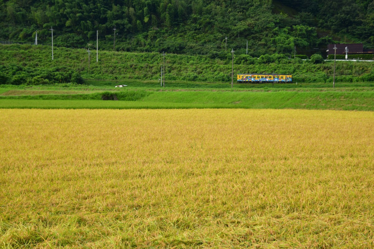 鉄道写真・田園・撮影地：予土線・出目－松丸
