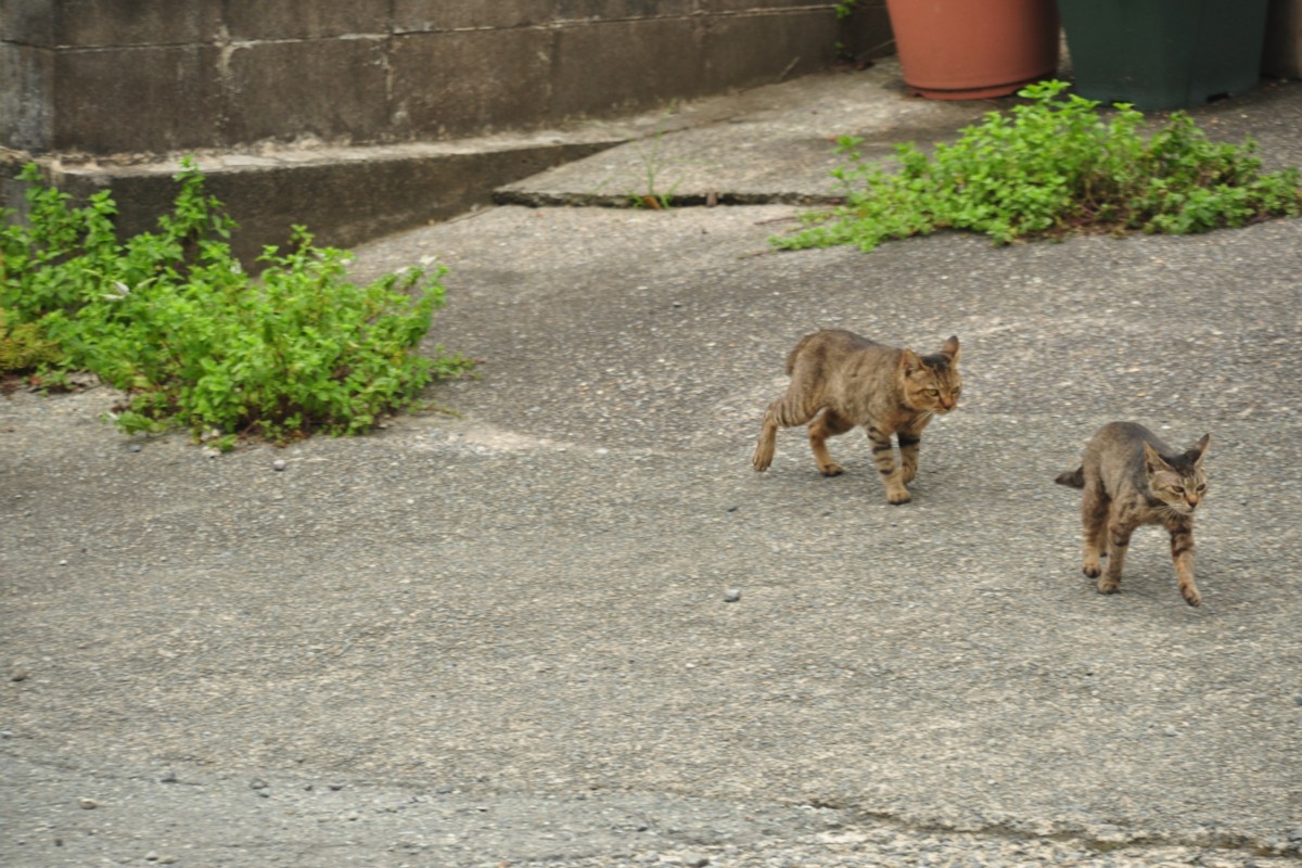 撮影・三江線・川平