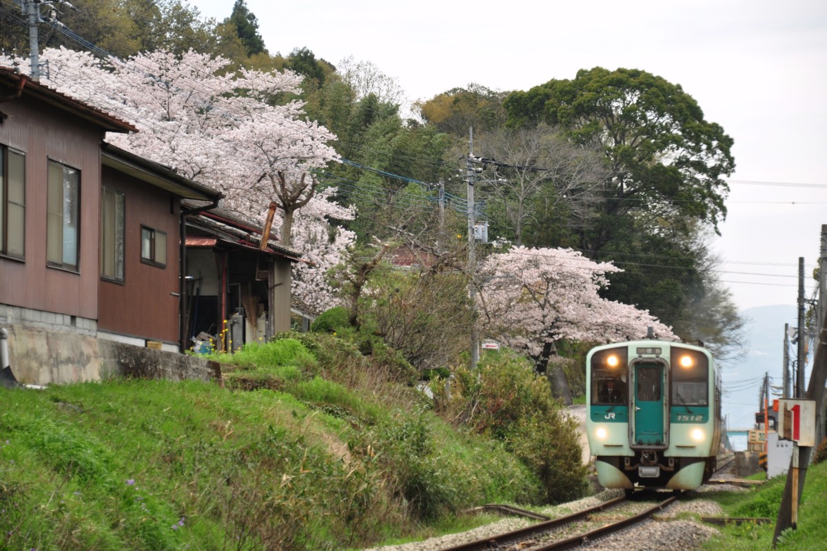 撮影・桜・徳島線・三加茂