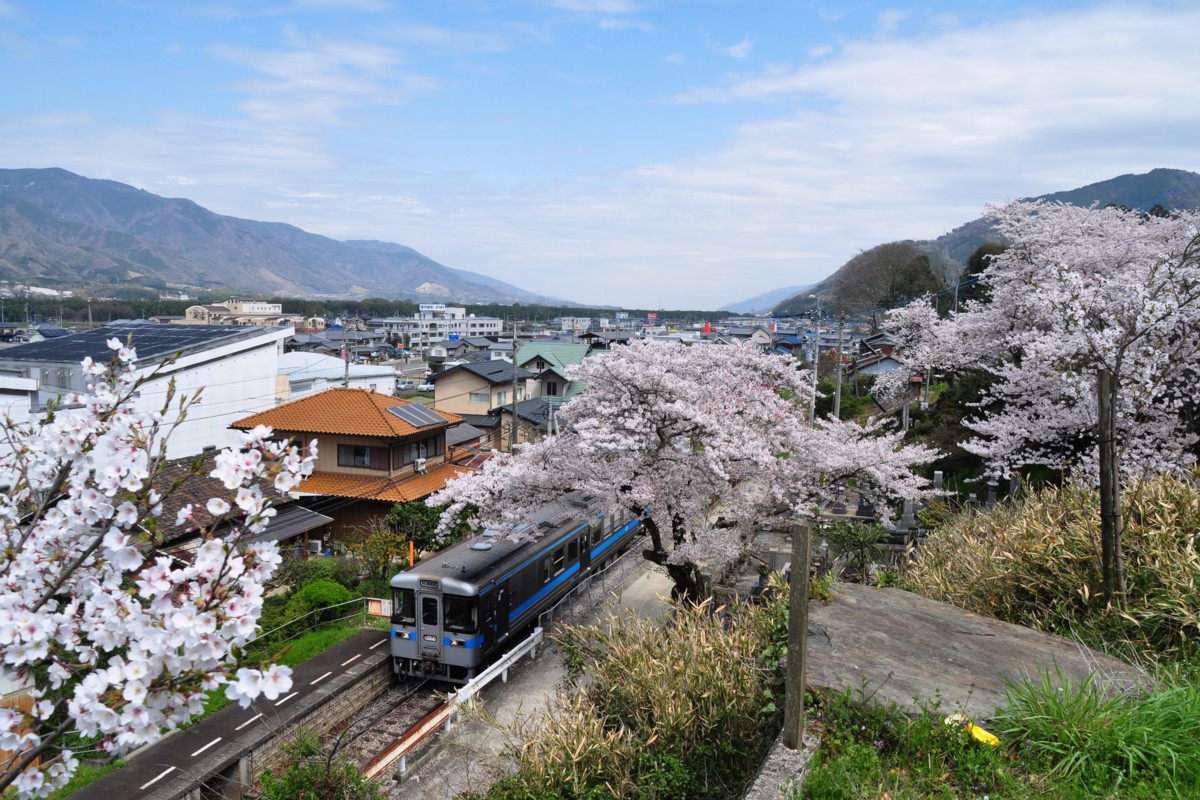 撮影・桜・徳島線・三加茂