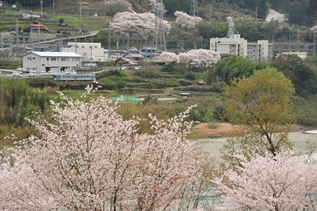撮影・桜・徳島線・阿波加茂－辻