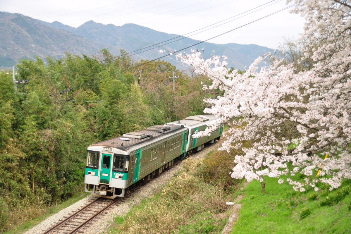 撮影・桜・徳島線・阿波加茂－辻