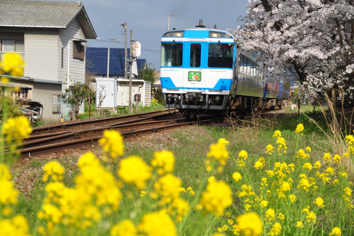 撮影・桜・徳島線・阿波加茂