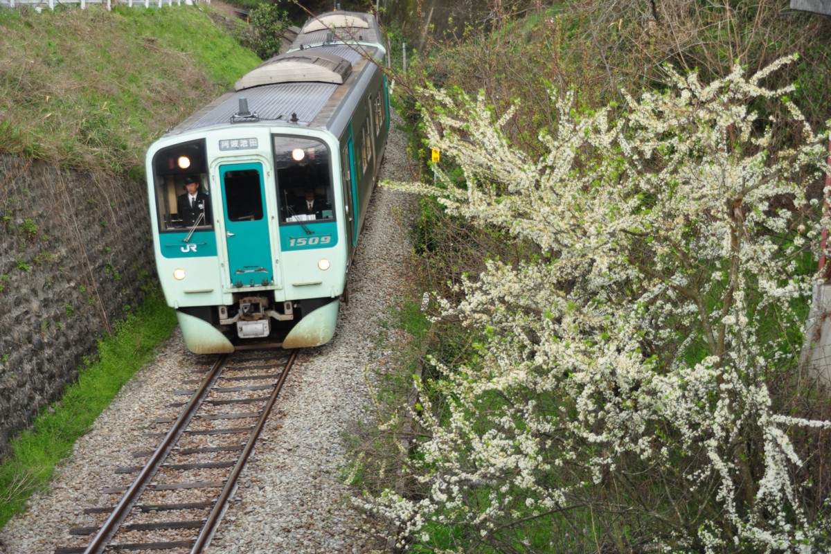 撮影・桜・徳島線・阿波加茂－辻