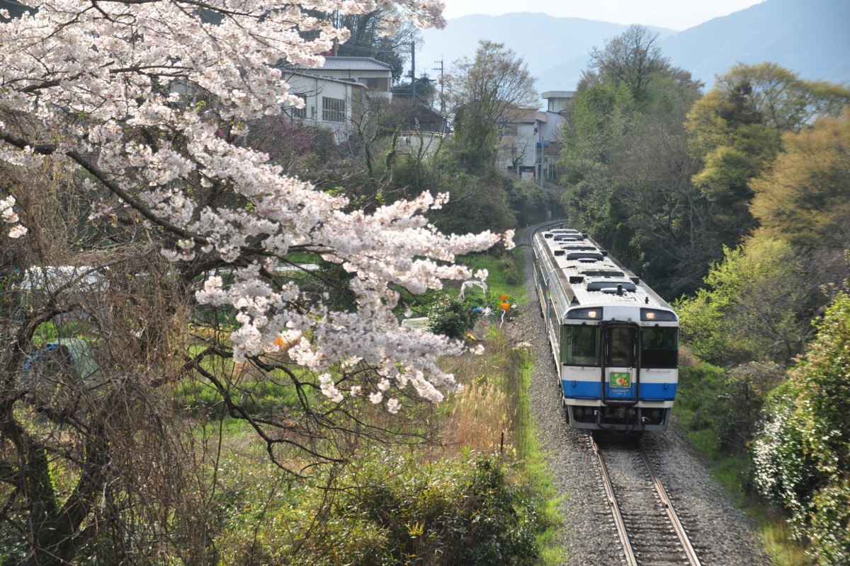 撮影・桜・徳島線・阿波加茂－辻