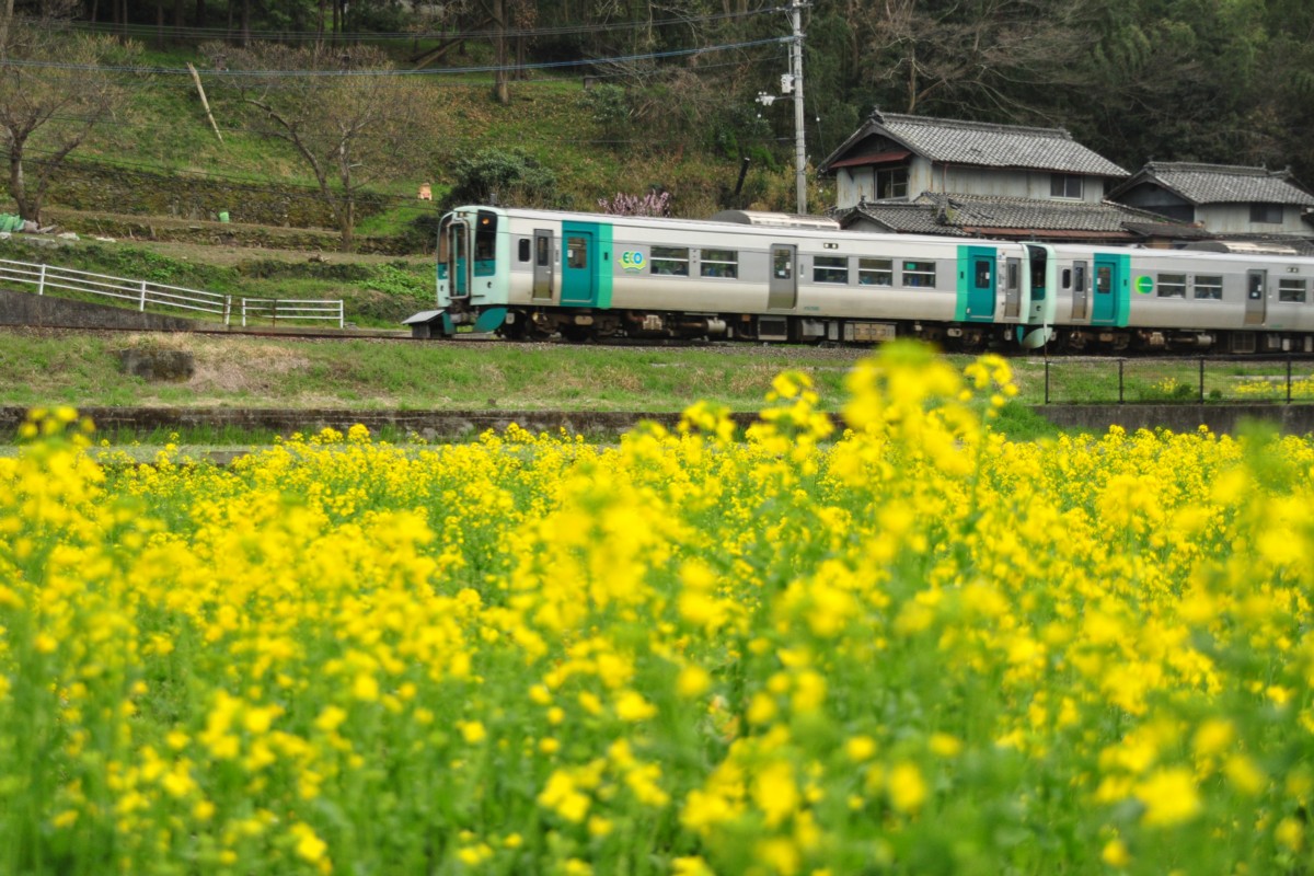 撮影・桜・徳島線・小島－貞光