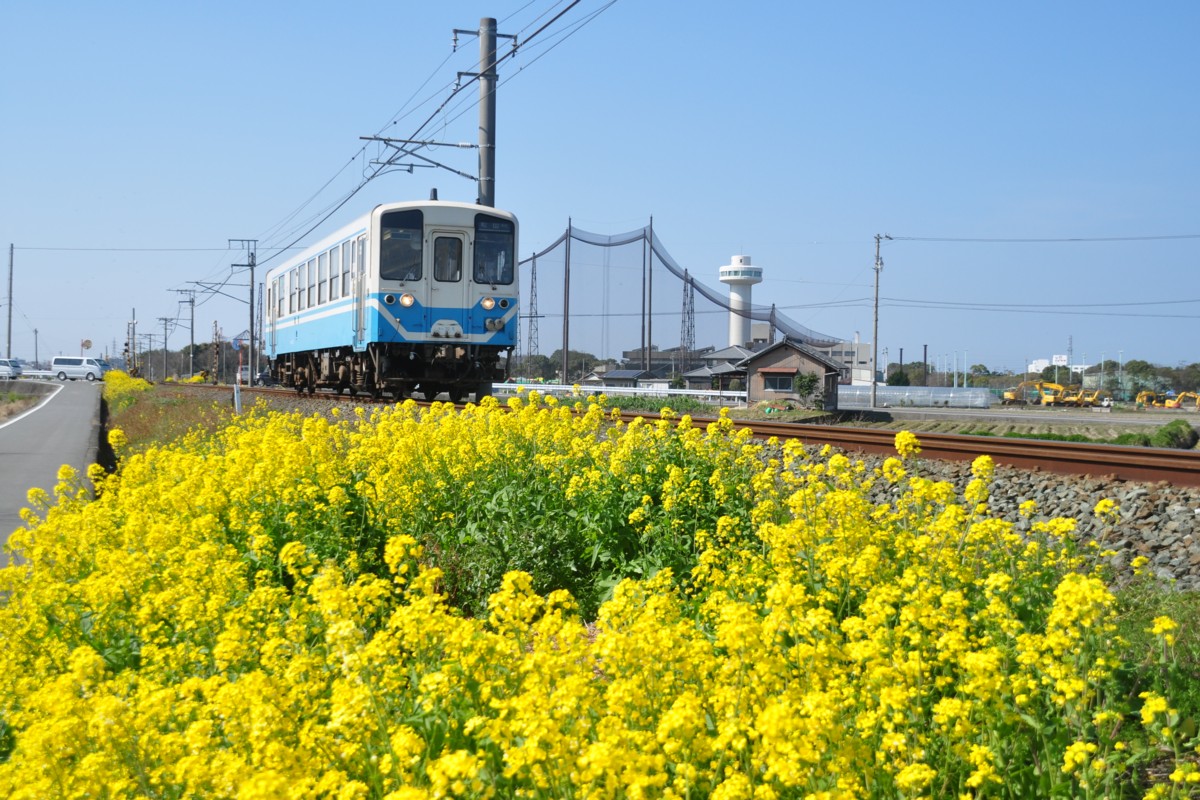 鉄道写真・菜の花・予讃線・伊予横田－鳥ノ木