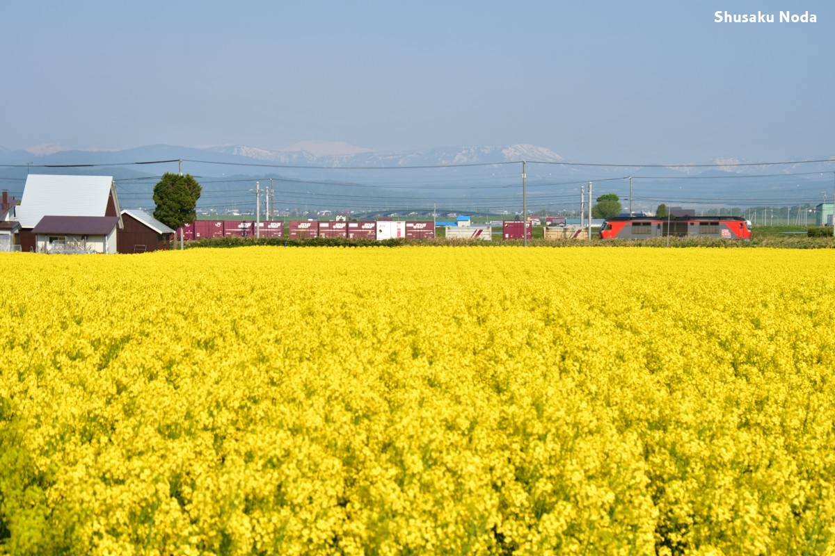 鉄道写真・菜の花・撮影地：函館本線・江部乙－妹背牛