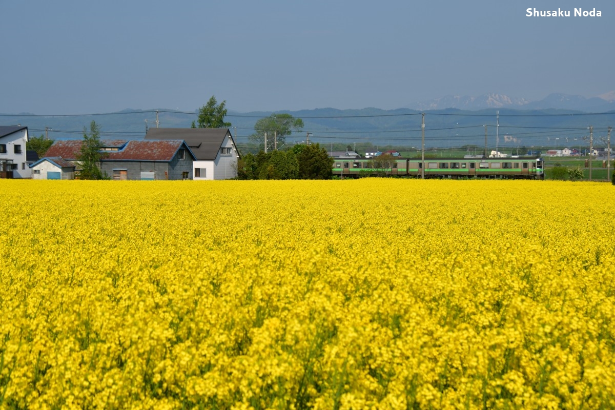 鉄道写真・菜の花・撮影地：函館本線・江部乙－妹背牛