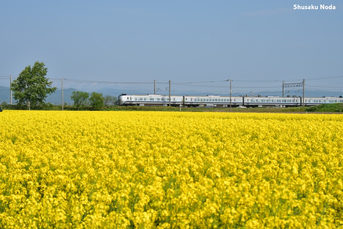 鉄道写真・菜の花・撮影地：函館本線・滝川－江部乙