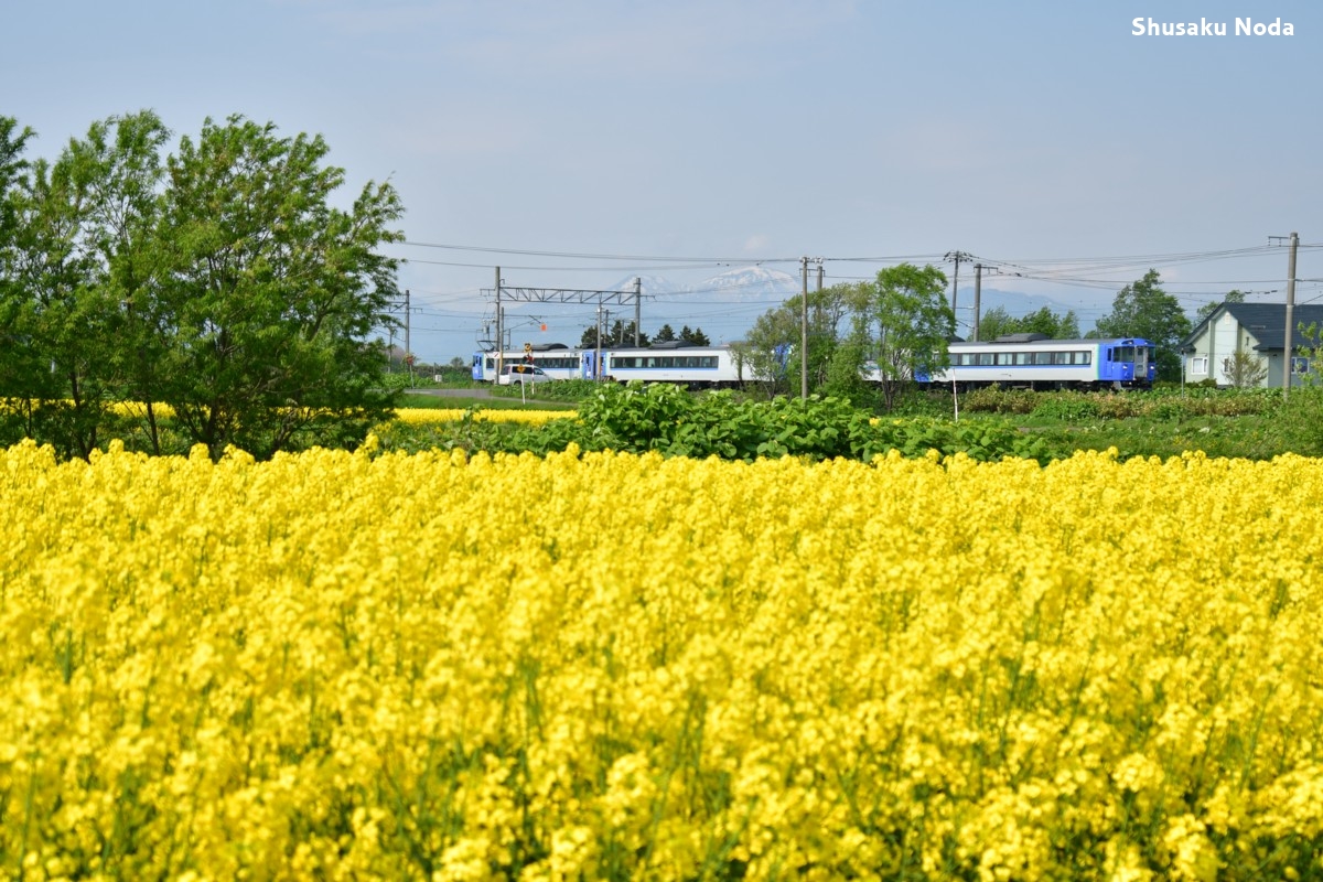 鉄道写真・菜の花・撮影地：函館本線・滝川－江部乙