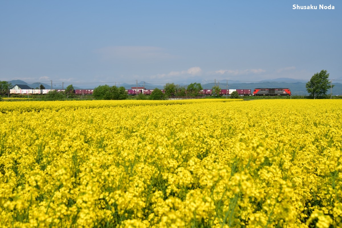 鉄道写真・菜の花・撮影地：函館本線・滝川－江部乙