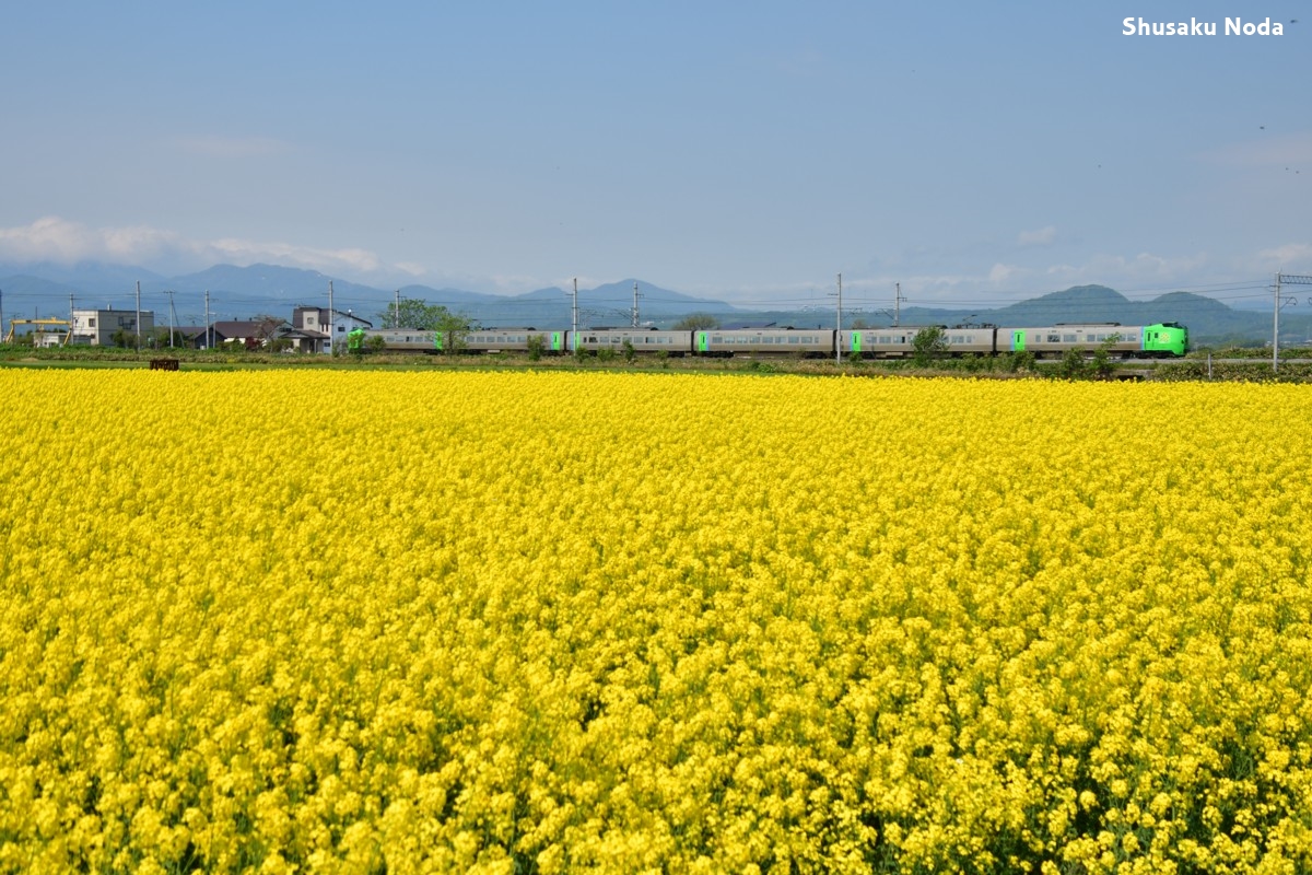 鉄道写真・菜の花・撮影地：函館本線・滝川－江部乙