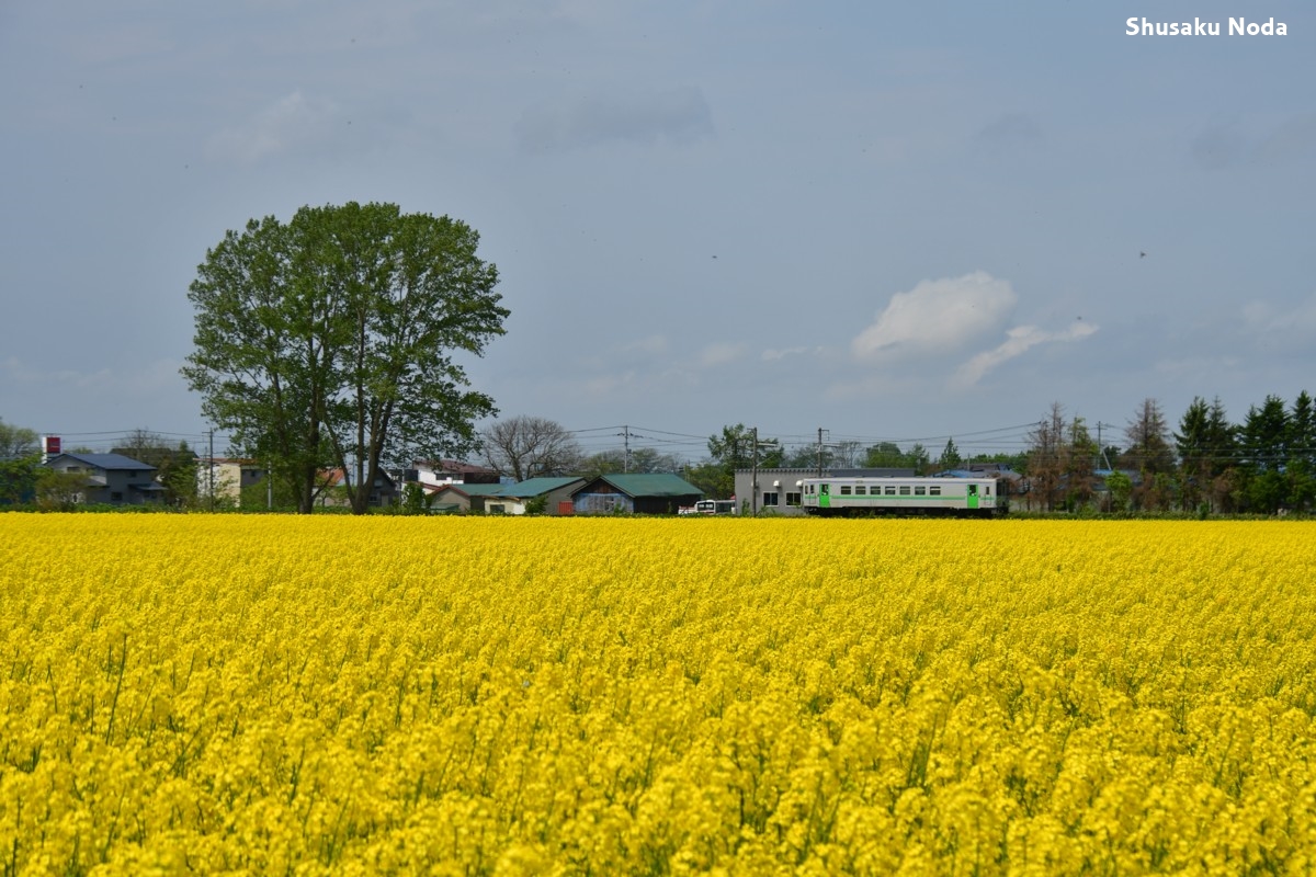 鉄道写真・菜の花・撮影地：函館本線・奈井江