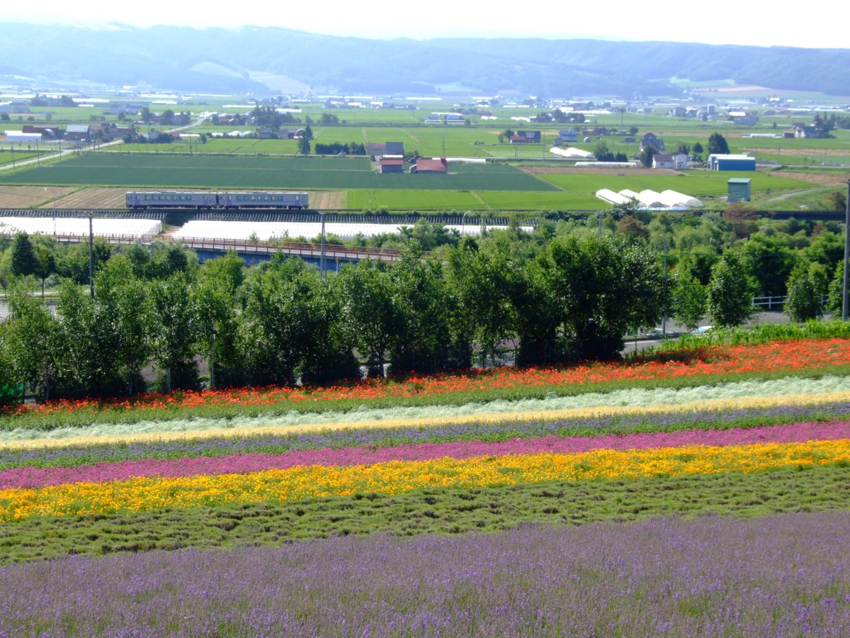 富良野線・撮影・ラベンダー畑(臨)－中富良野