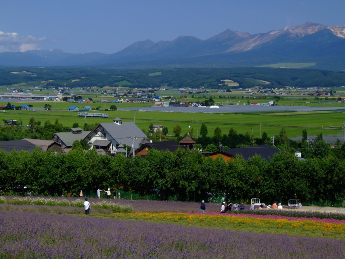富良野線・撮影・西中－ラベンダー畑(臨)
