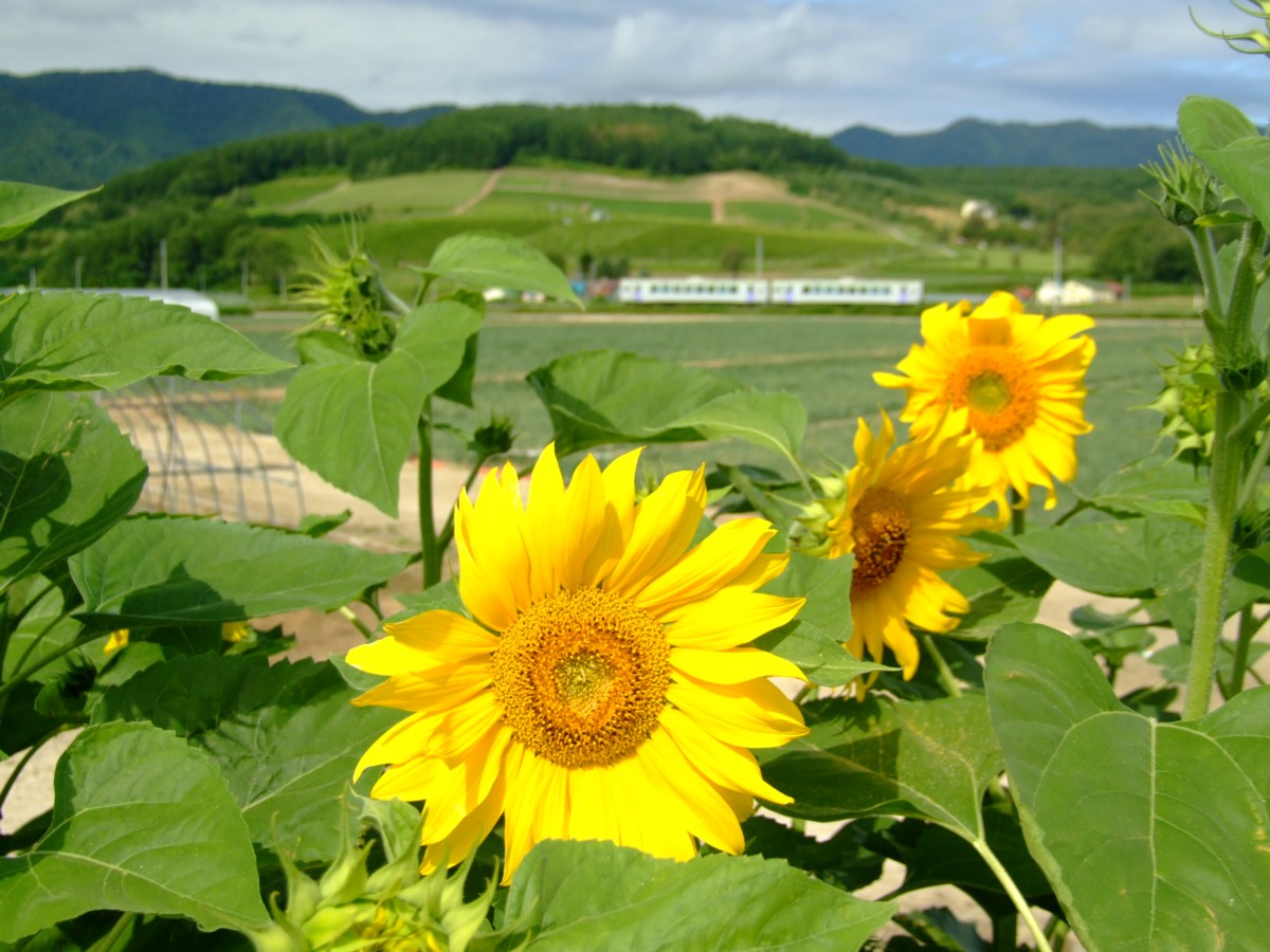 富良野線・撮影・学田－富良野
