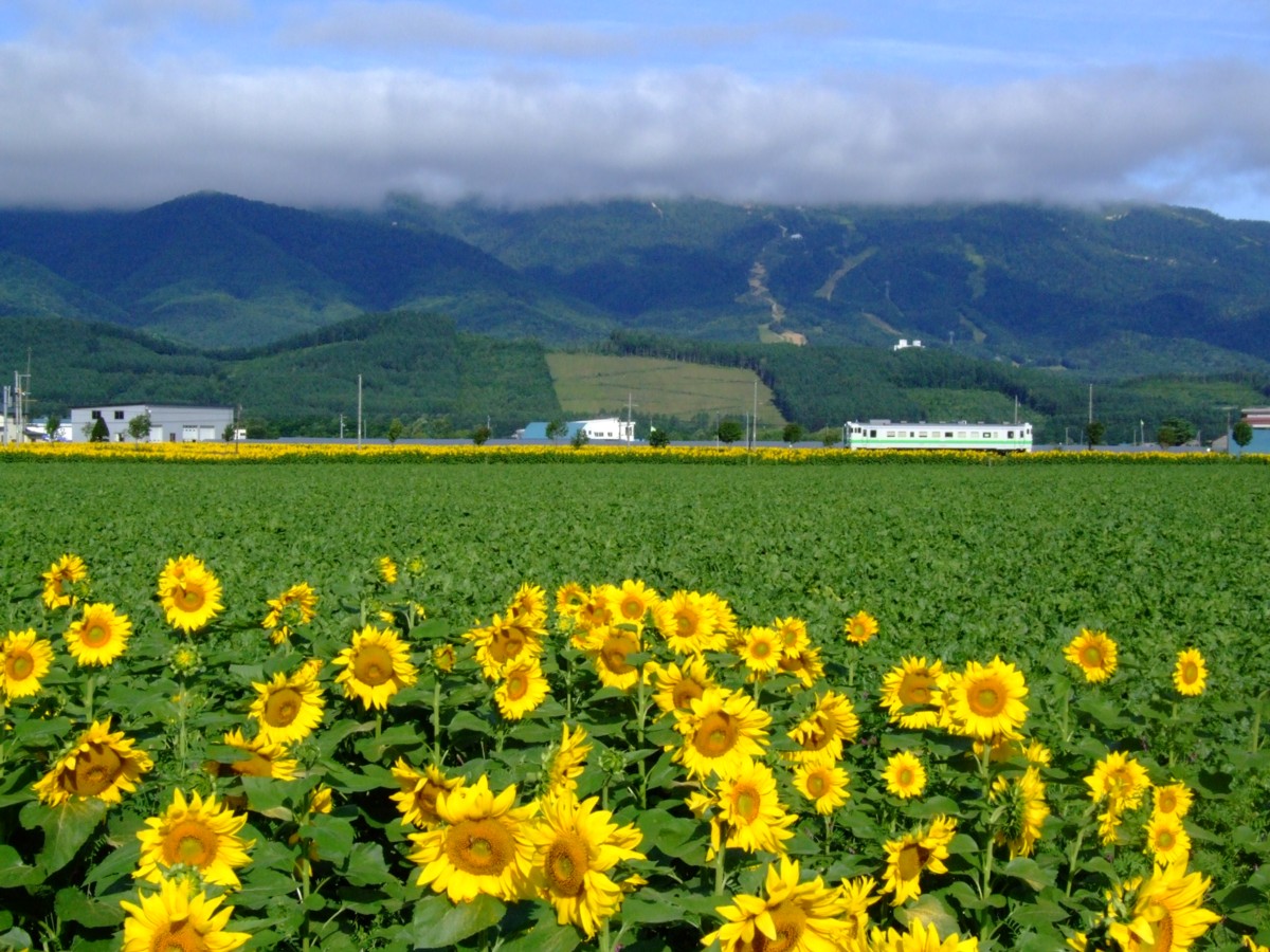 根室本線・撮影・富良野－布部