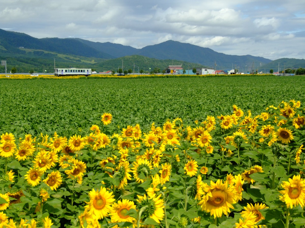 根室本線・撮影・富良野－布部