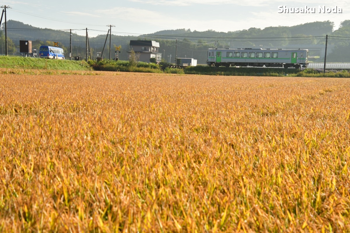 鉄道写真・稲穂・田園・撮影地：留萌本線・秩父別－北秩父別
