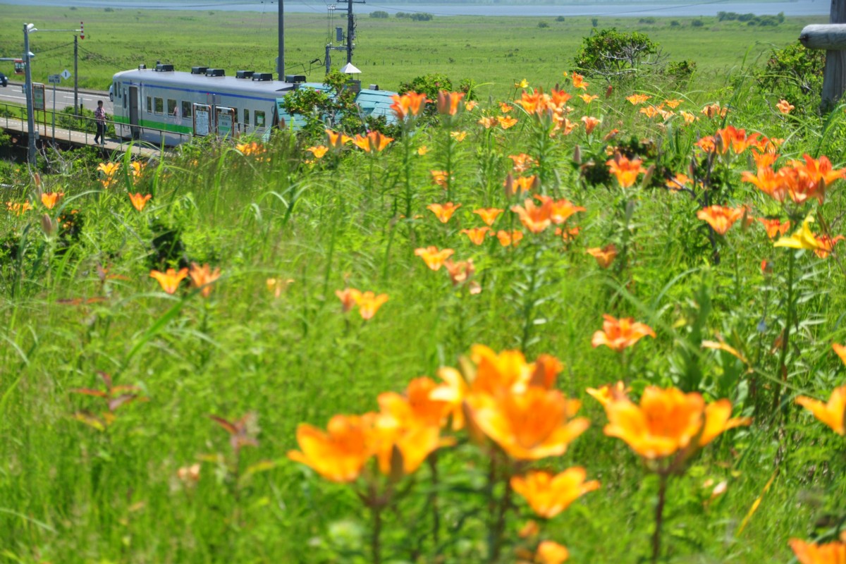 釧網本線・撮影・原生花園(臨)