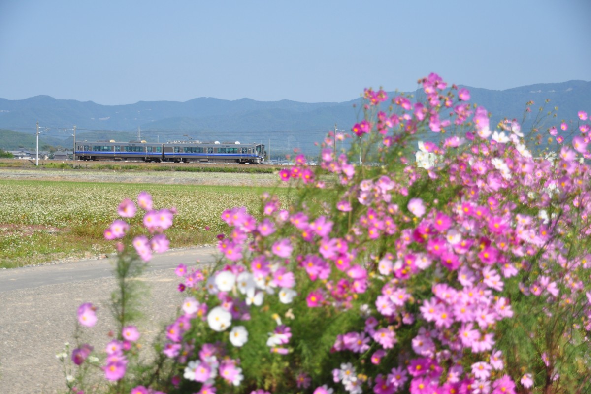 撮影・北陸本線・丸岡－芦原温泉