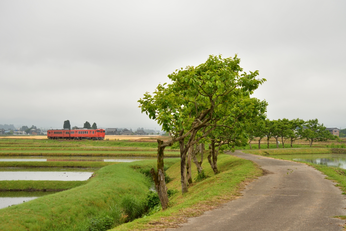 鉄道写真・田園風景・梅雨・撮影地：城端線・越中山田－城端