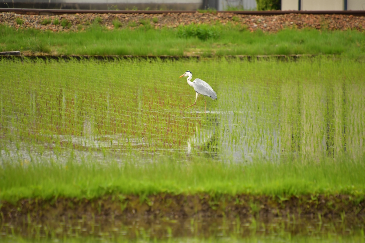 鉄道写真・田園風景・梅雨・撮影地：城端線・東石黒－福光