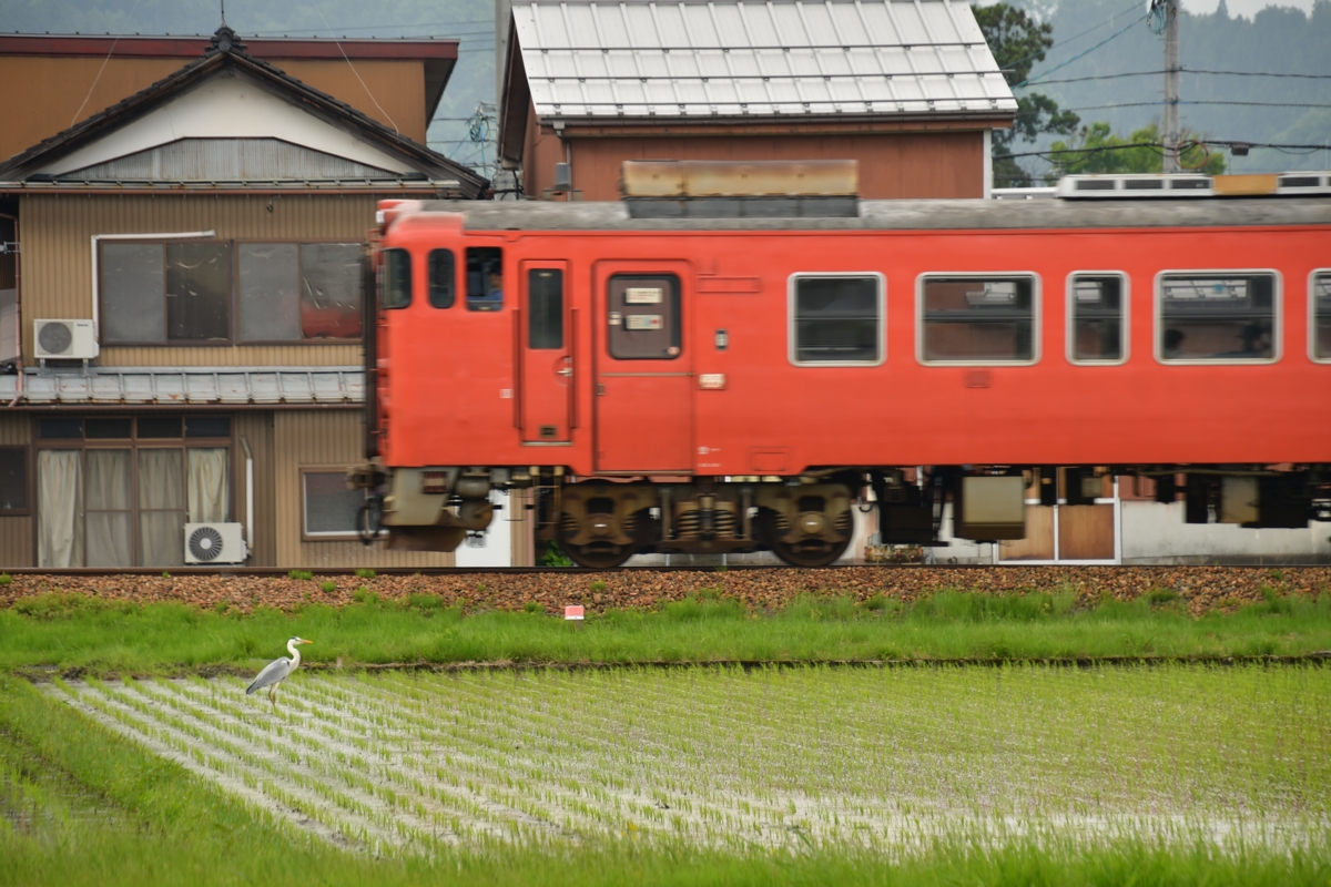 鉄道写真・田園風景・梅雨・撮影地：城端線・東石黒－福光