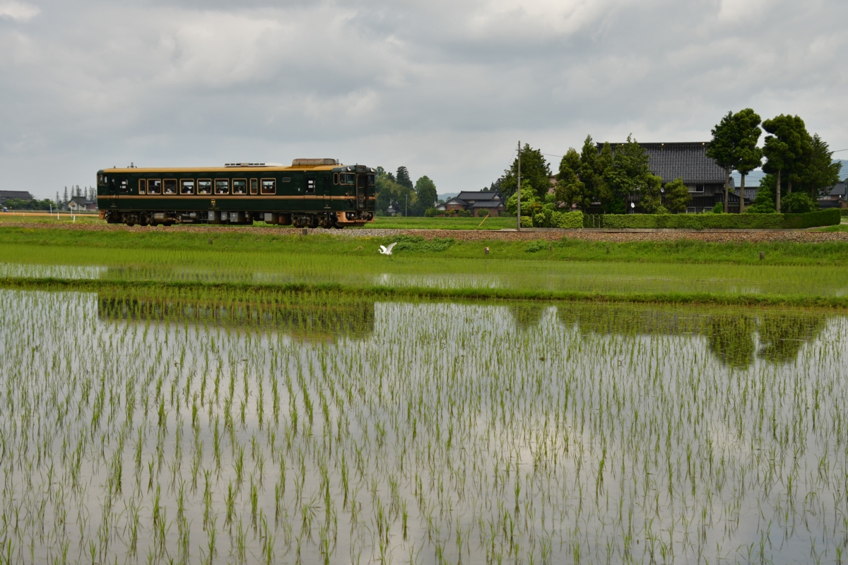 鉄道写真・田園風景・梅雨・撮影地：城端線・高儀－福野