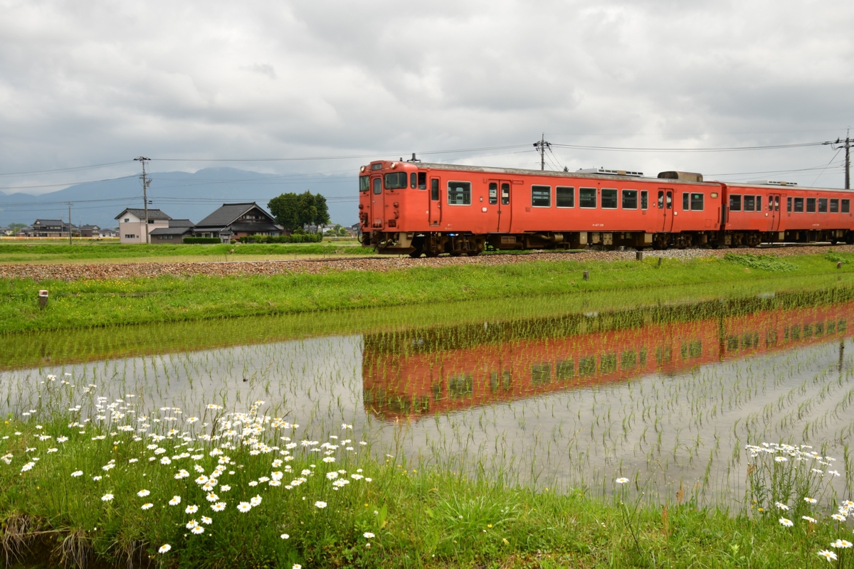 鉄道写真・田園風景・梅雨・撮影地：城端線・高儀－福野