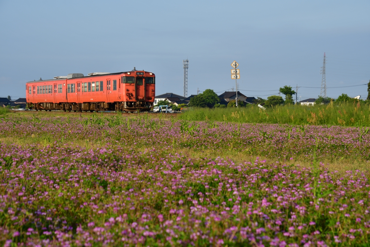 鉄道写真・田園風景・梅雨・撮影地：城端線・林