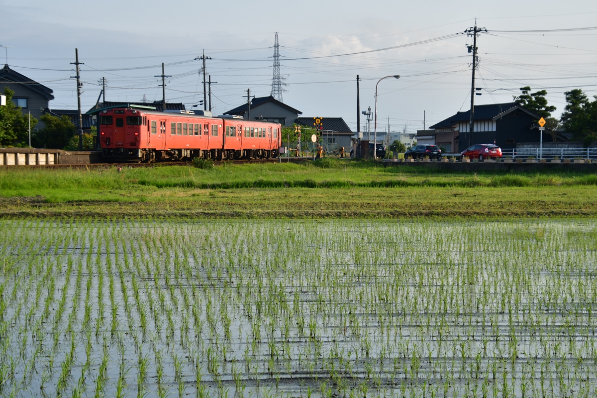 鉄道写真・田園風景・梅雨・撮影地：城端線・林