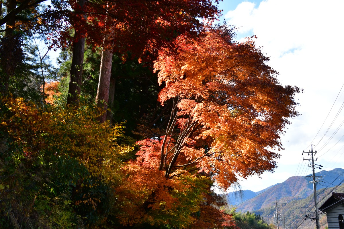 撮影・紅葉・定勝寺