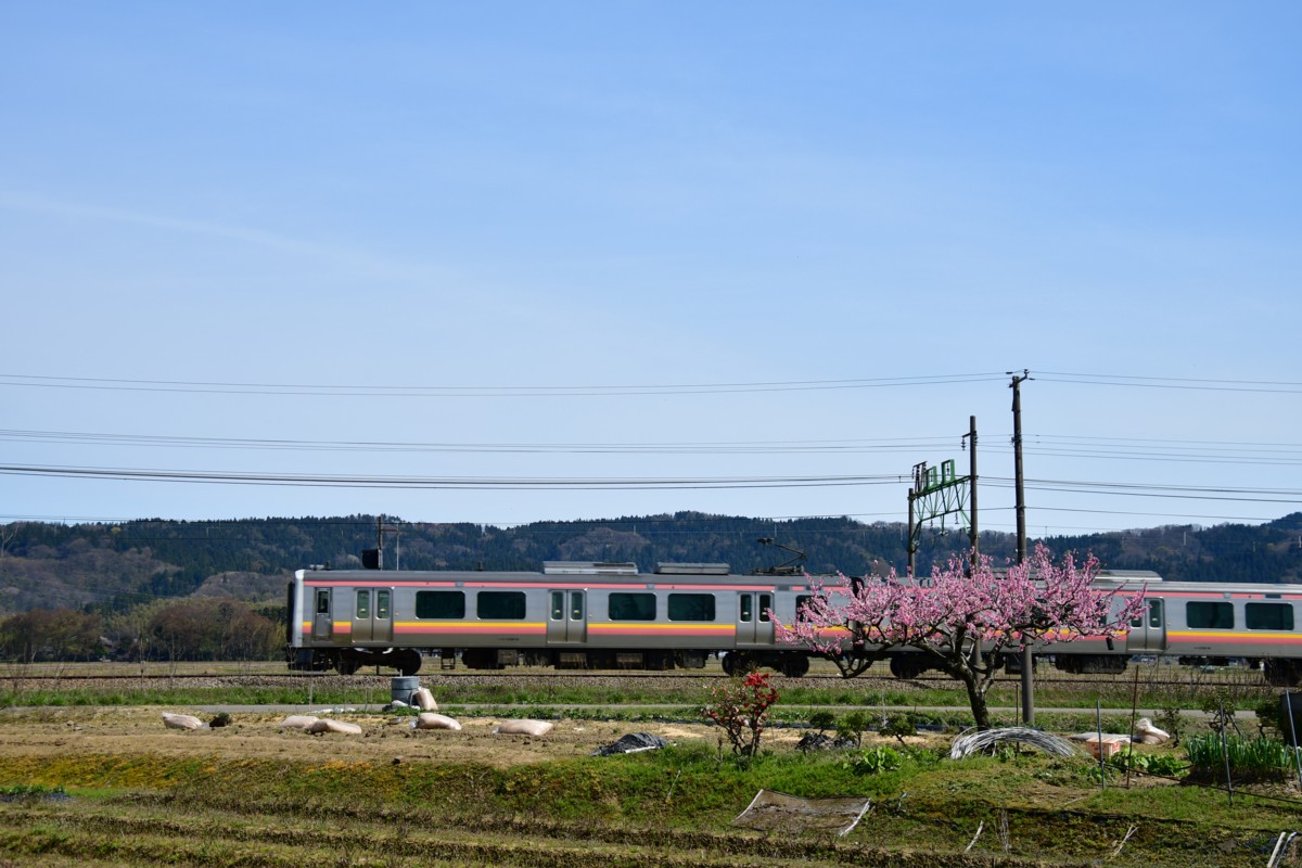 撮影・桜・信越本線・東光寺
