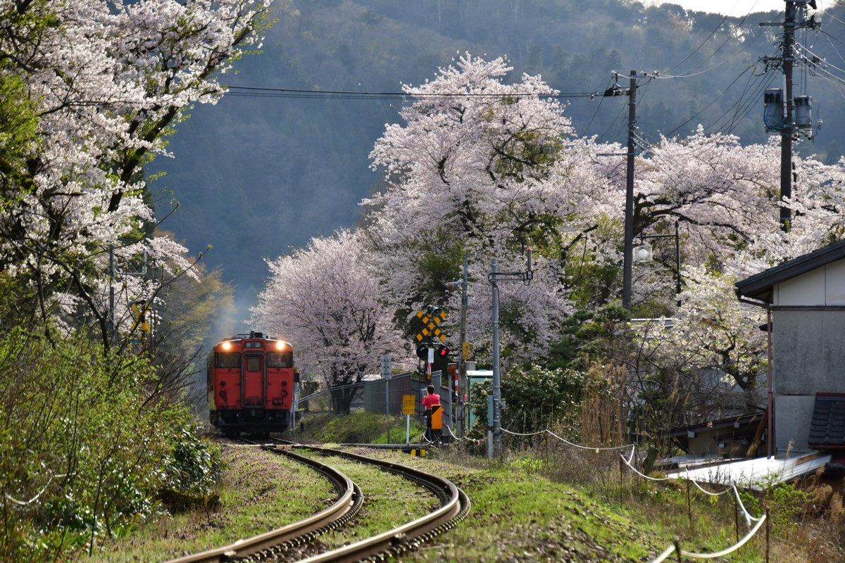撮影・桜・磐越西線・咲花