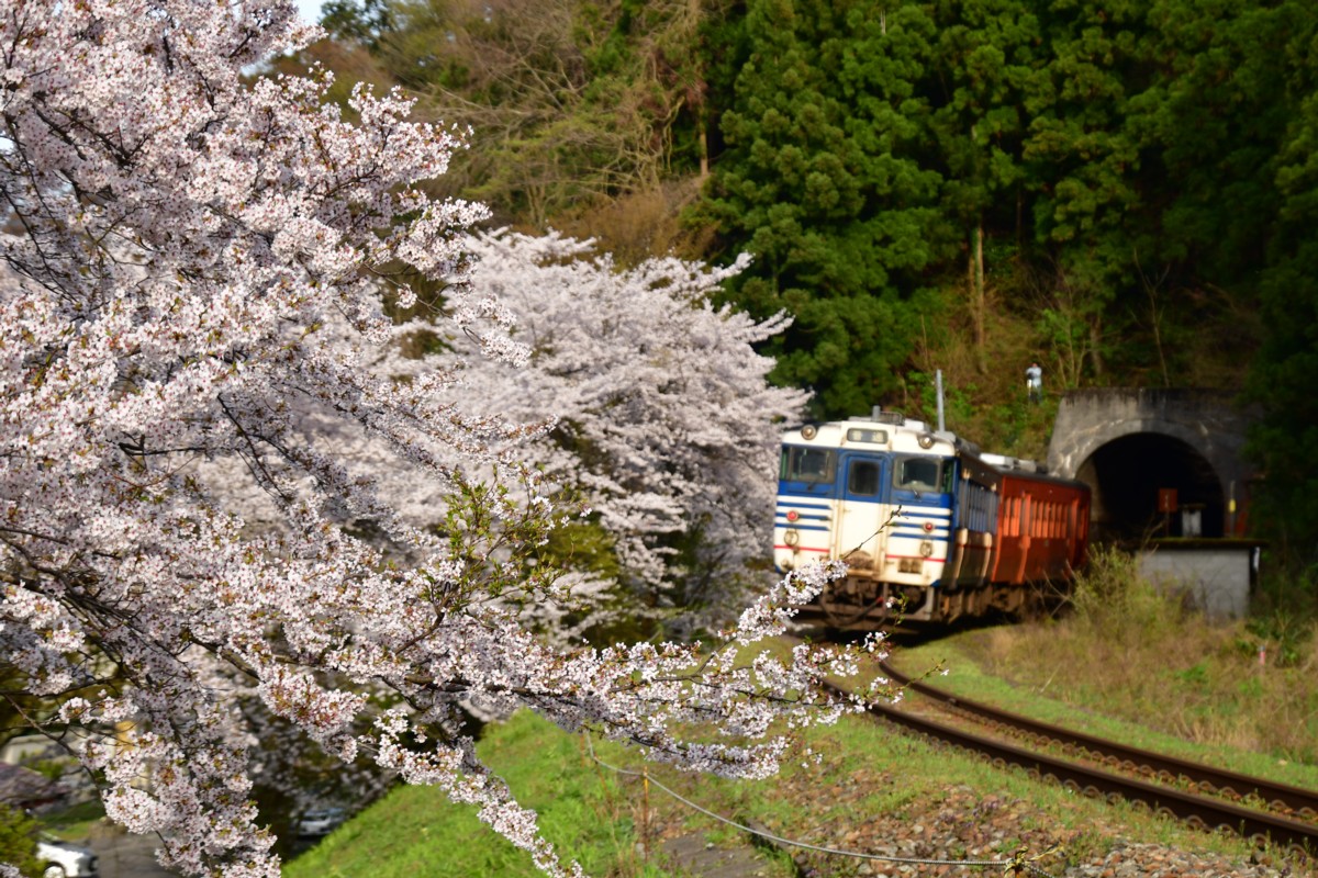 撮影・桜・磐越西線・咲花