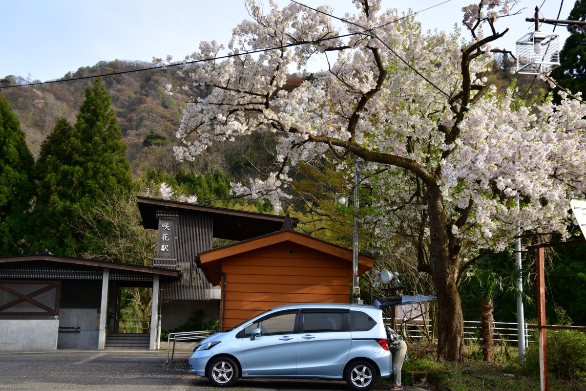 撮影・桜・磐越西線・咲花