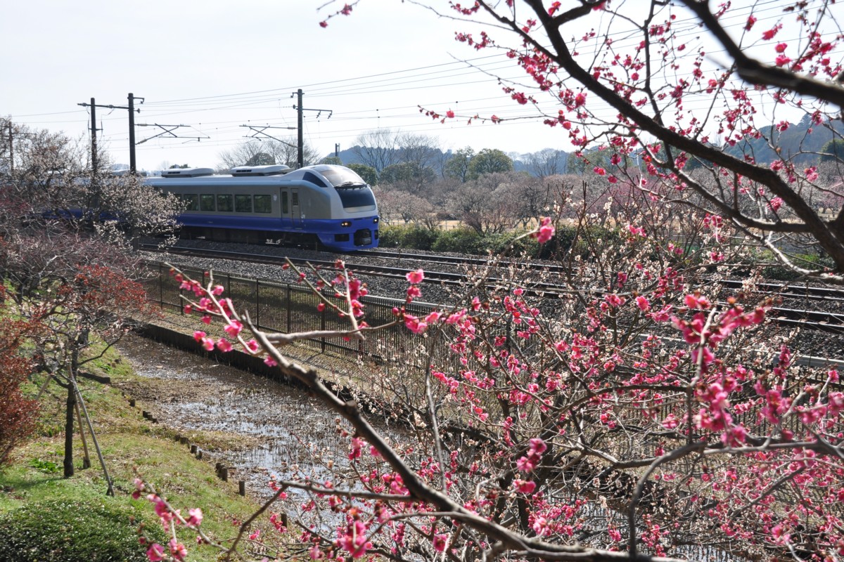 常磐線・偕楽園・梅
