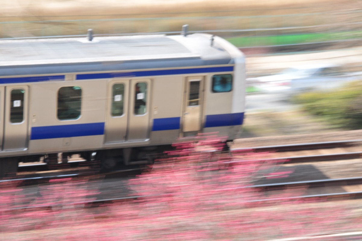 常磐線・偕楽園・梅