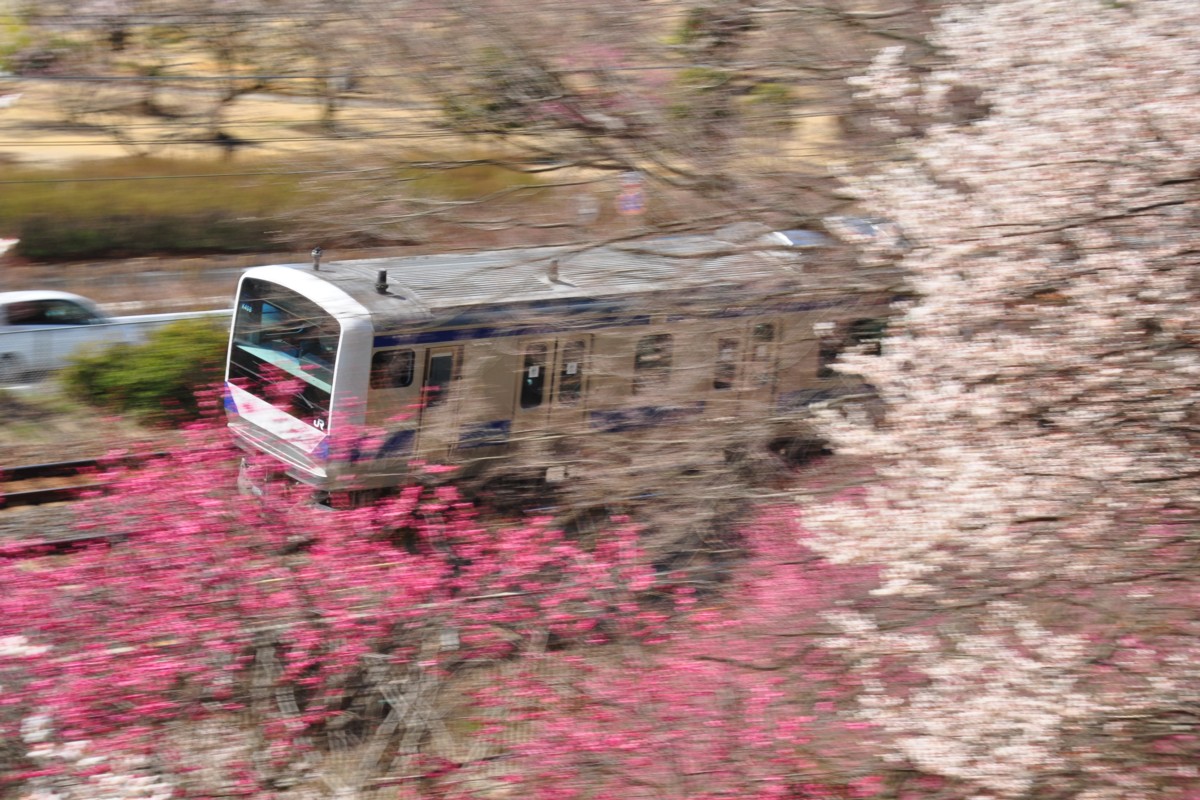 常磐線・偕楽園・梅