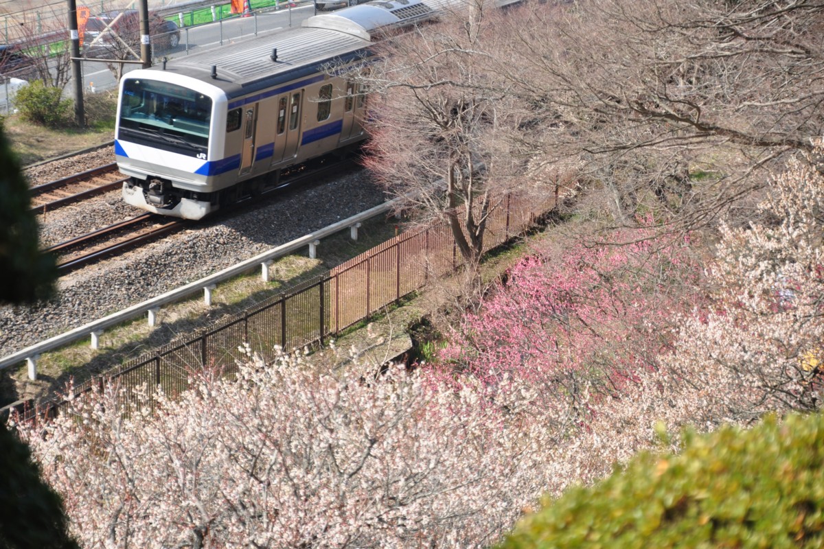 常磐線・偕楽園・梅