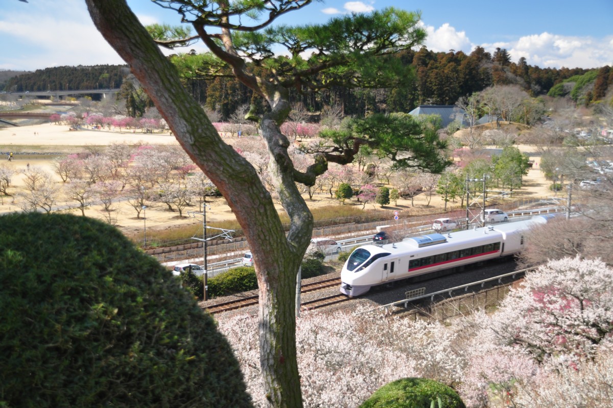常磐線・偕楽園・梅