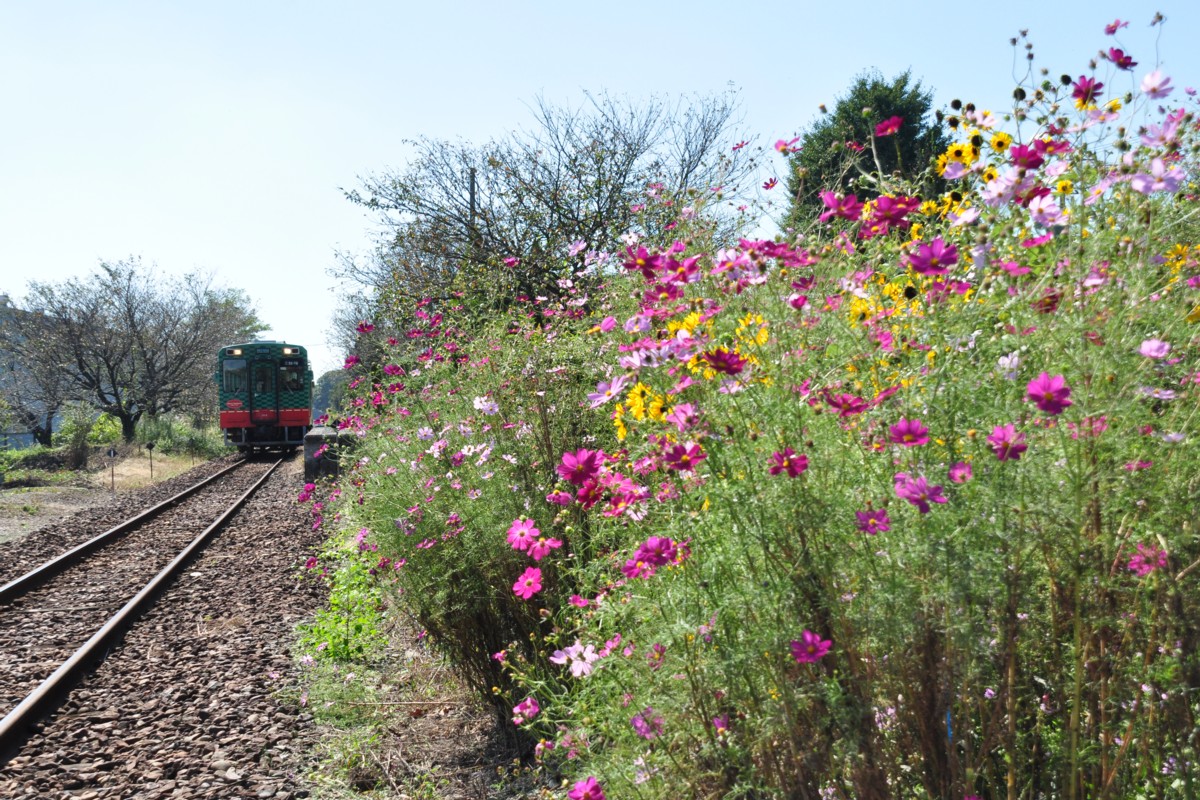 撮影・真岡鐡道・寺内