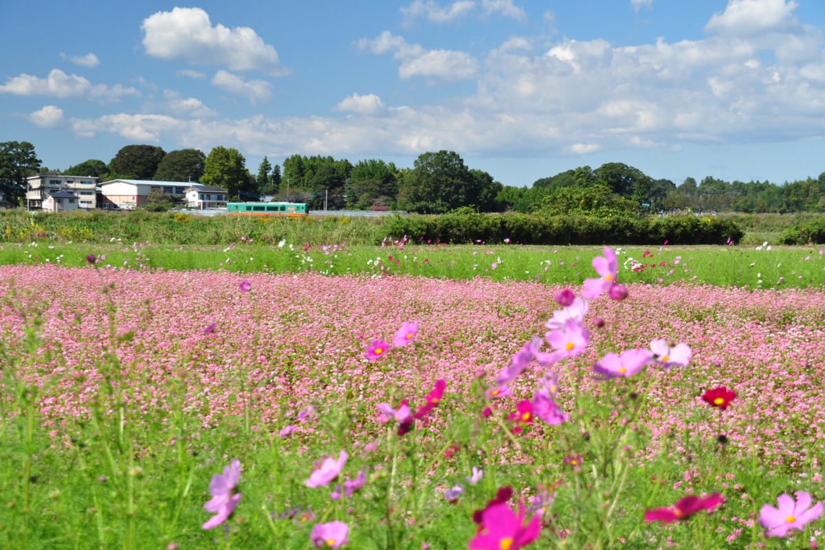 撮影・真岡鐡道・北山－益子