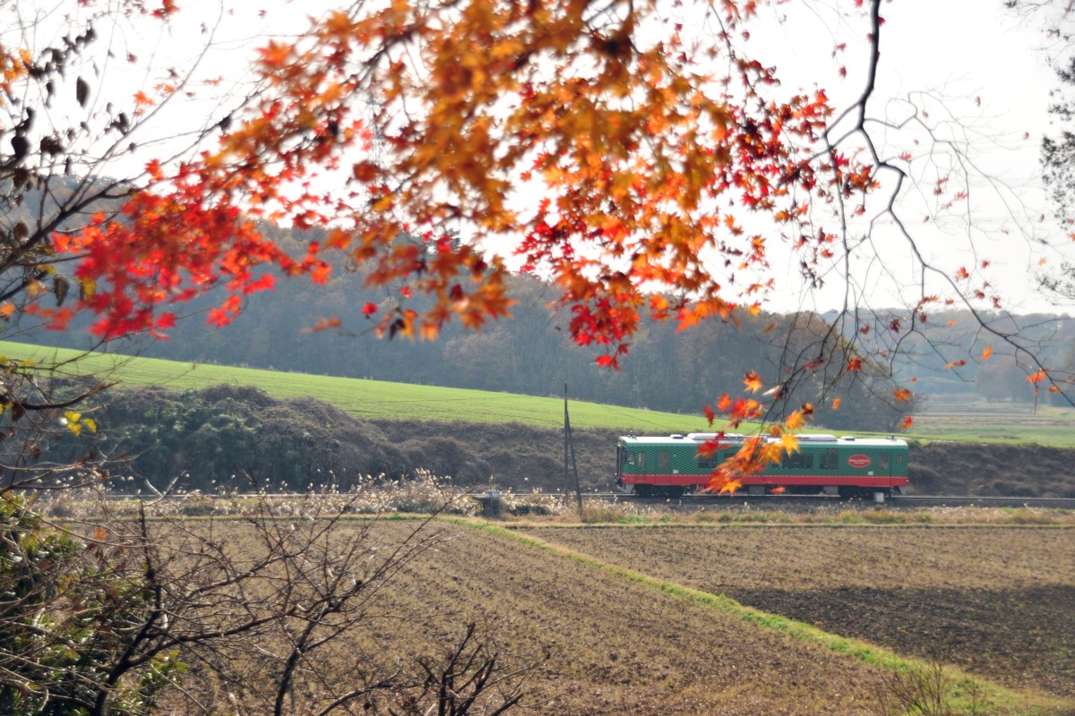撮影・紅葉・真岡鐡道・市塙－笹原田